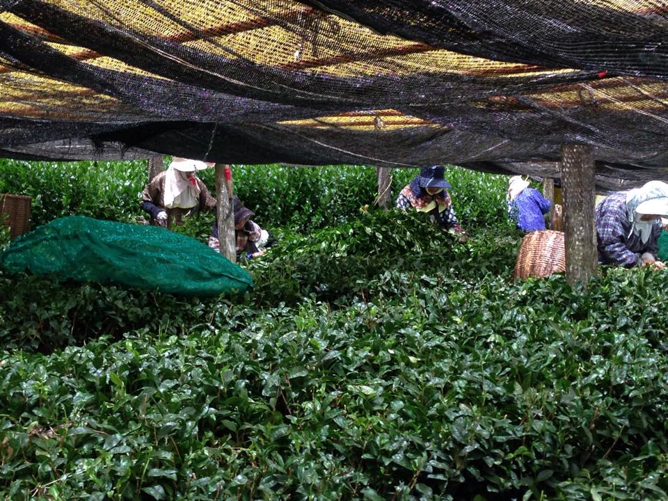 Hoshino Yame Shincha japán zöld tea shincha