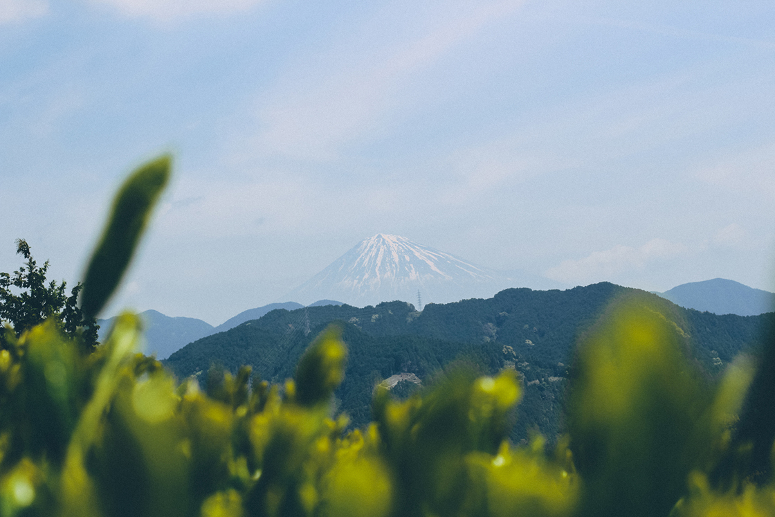 Shizuoka Yabukita Kawane sencha