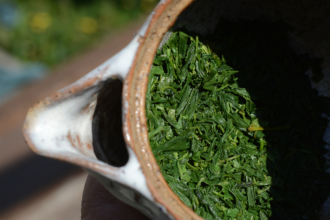 asamiya sencha okumidori