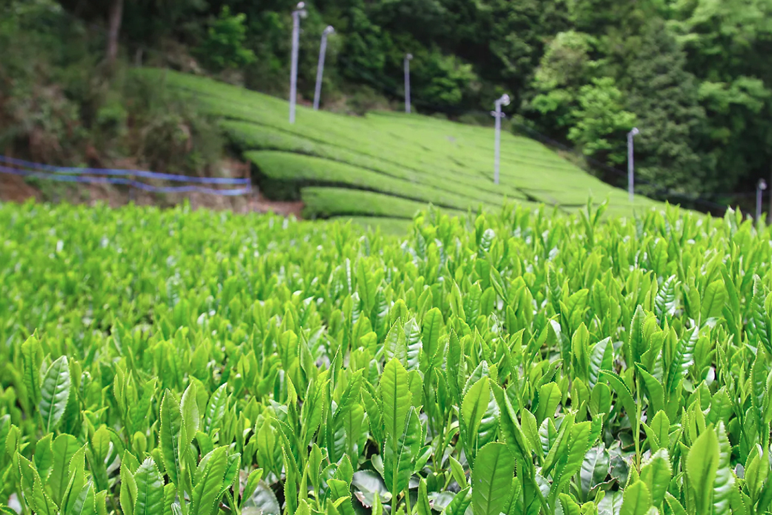 tavaszi édesség asamiya japán tea