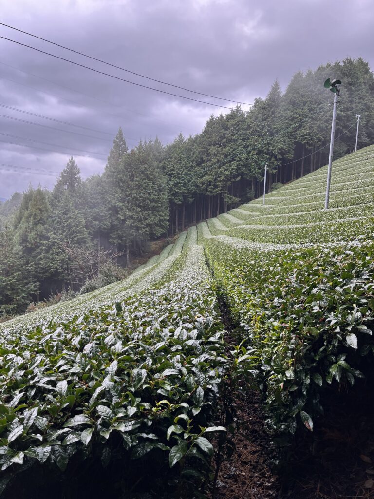 asamiya sencha tea