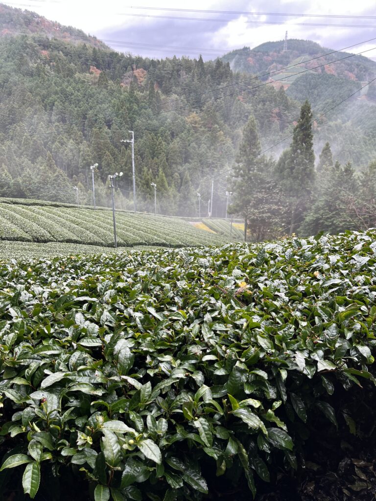 asamiya sencha tea