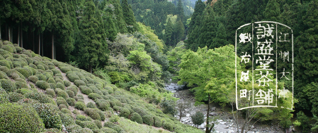 上煎茶　深みどりasamiya tea