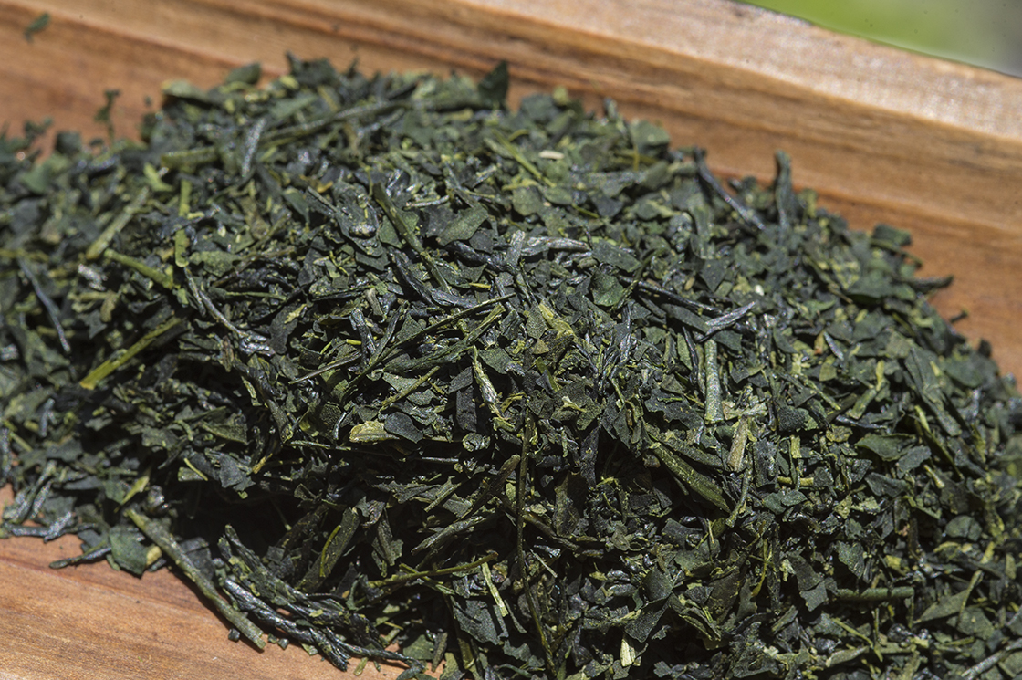 tencha sencha