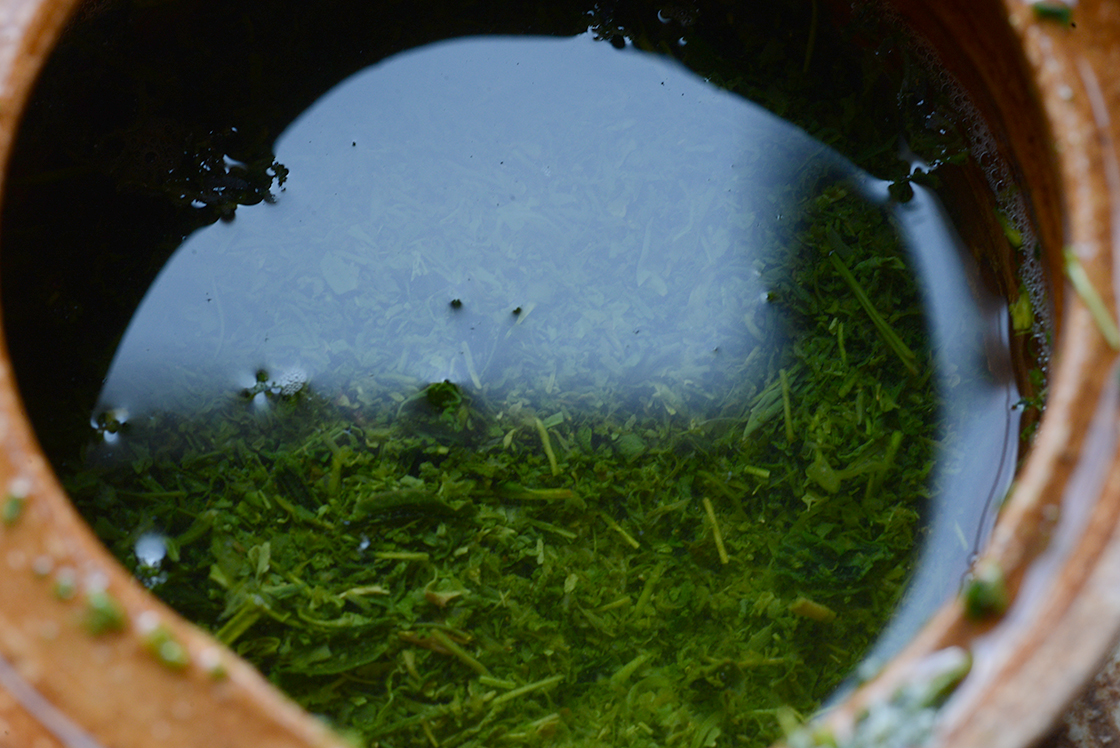 Hoshino Fukamushi sencha japán zöld tea