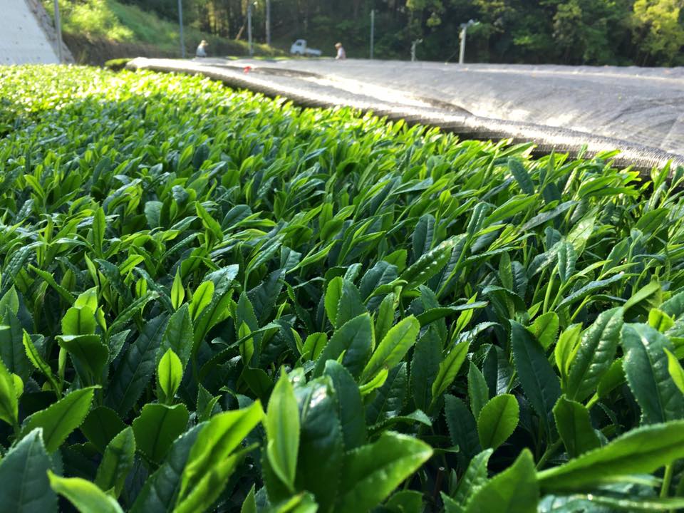 hoshino fukamushi kabusecha japán zöld tea