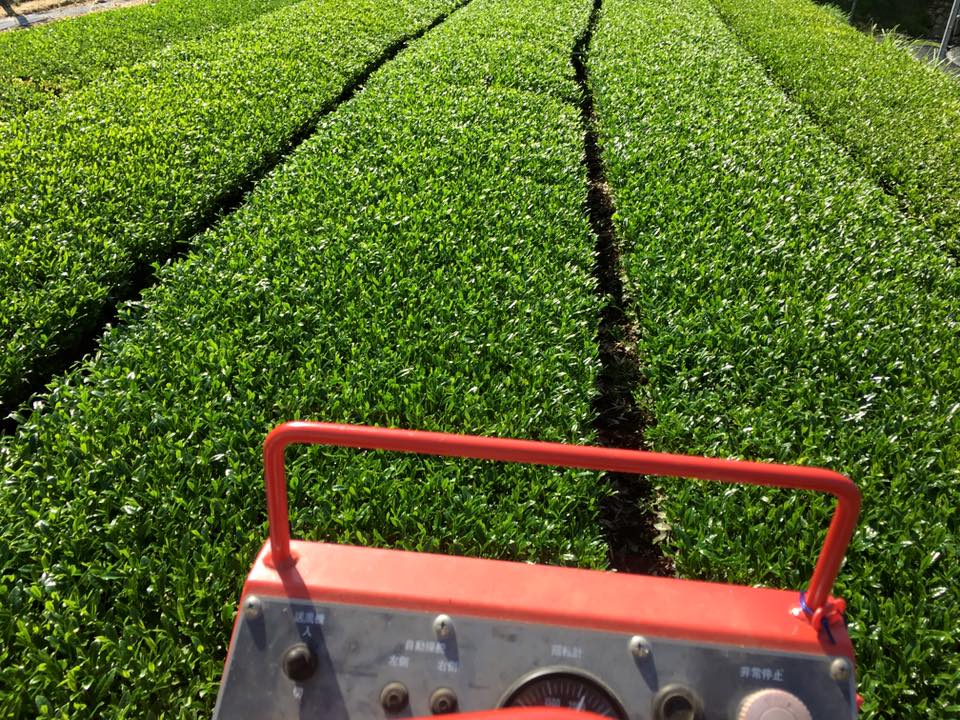 Hoshino Seichaen Hoshino yu ragyogó csillag sencha tea