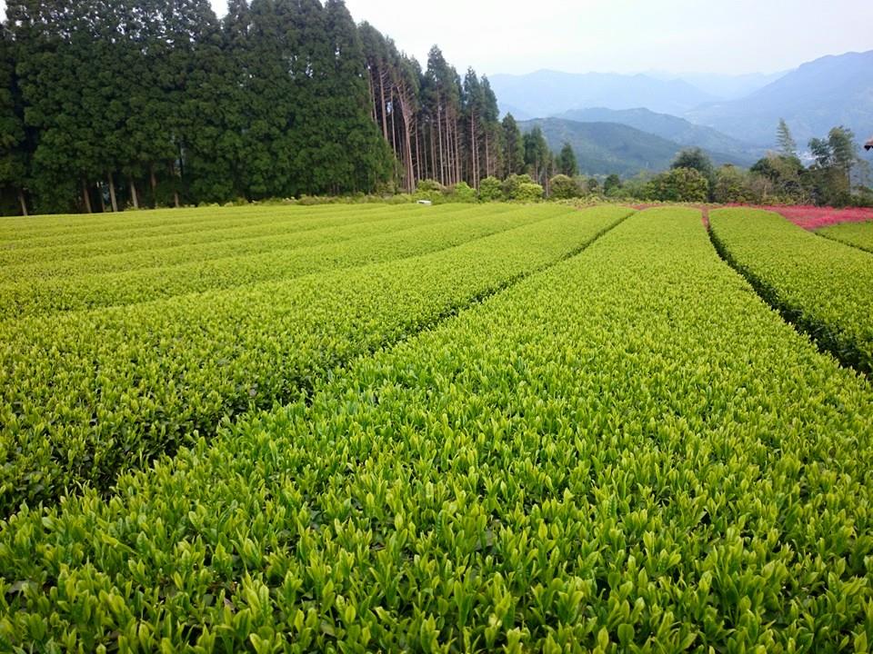 Hoshino Seichaen sencha tea