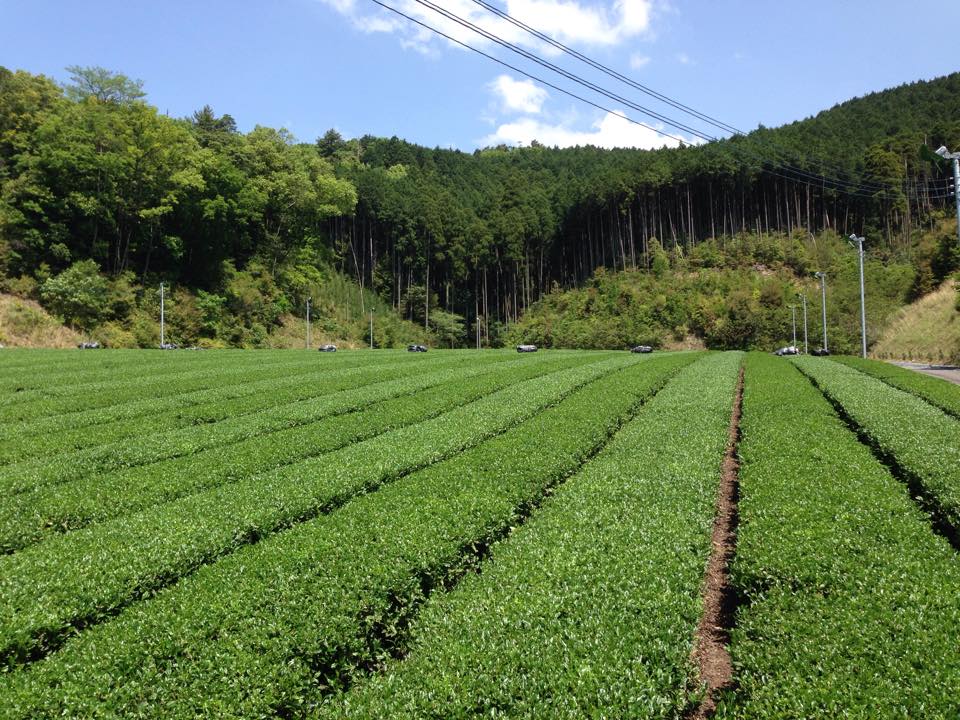 Hoshino Seichaen sencha tea