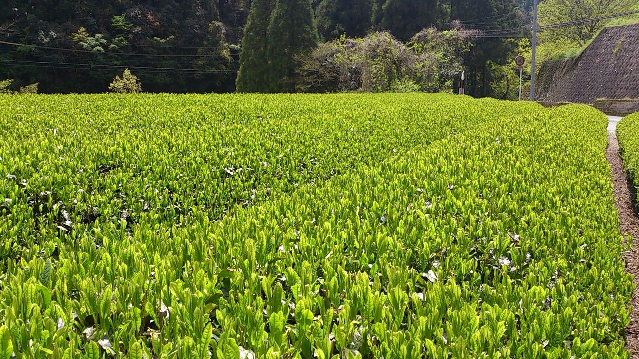 Hoshino Seichaen Hoshino yu ragyogó csillag sencha tea