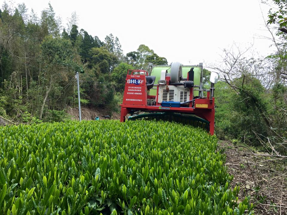 Hoshino Sencha Kiri japán zöld tea