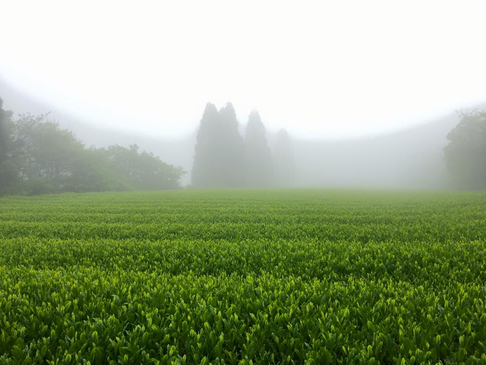 Hoshino Seichaen elegáns csillag sencha tea