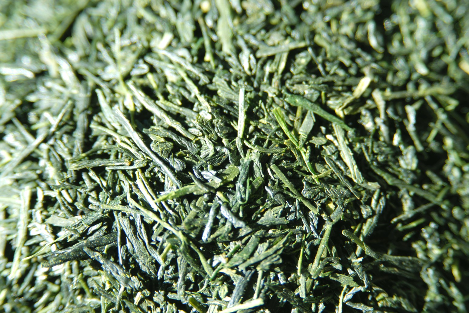 sencha soryu