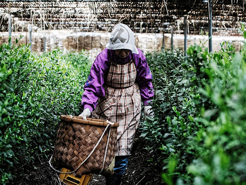 marukyu koyamaen prémium japán tea