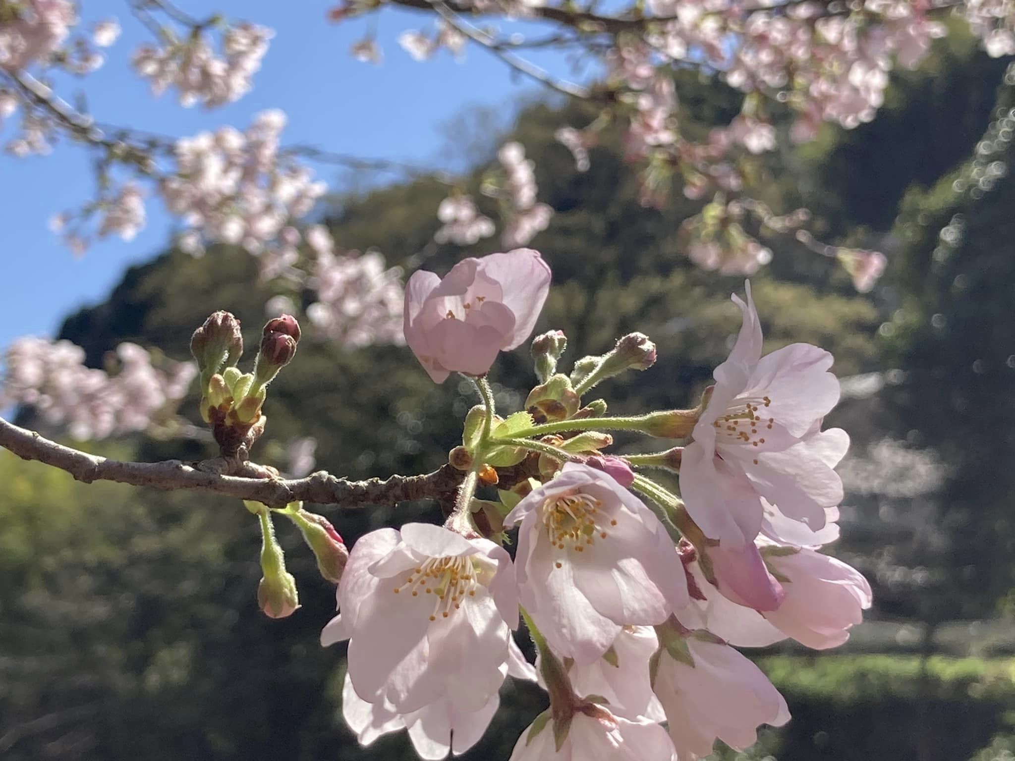 奥八女煎茶 organikus yame sencha