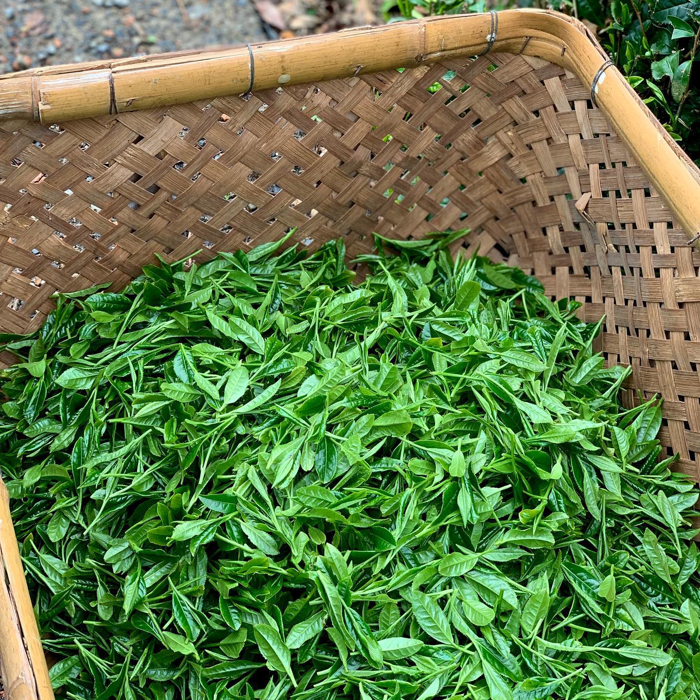 tsuchiyama tea omi tea, japán