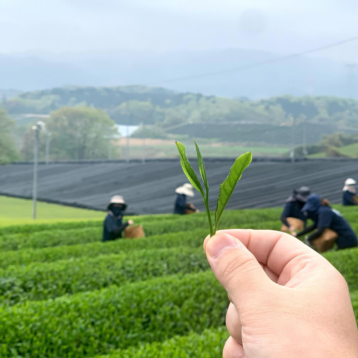 tsuchiyama tea omi tea, japán