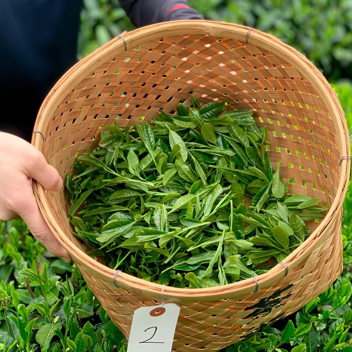 tsuchiyama tea omi tea, japán