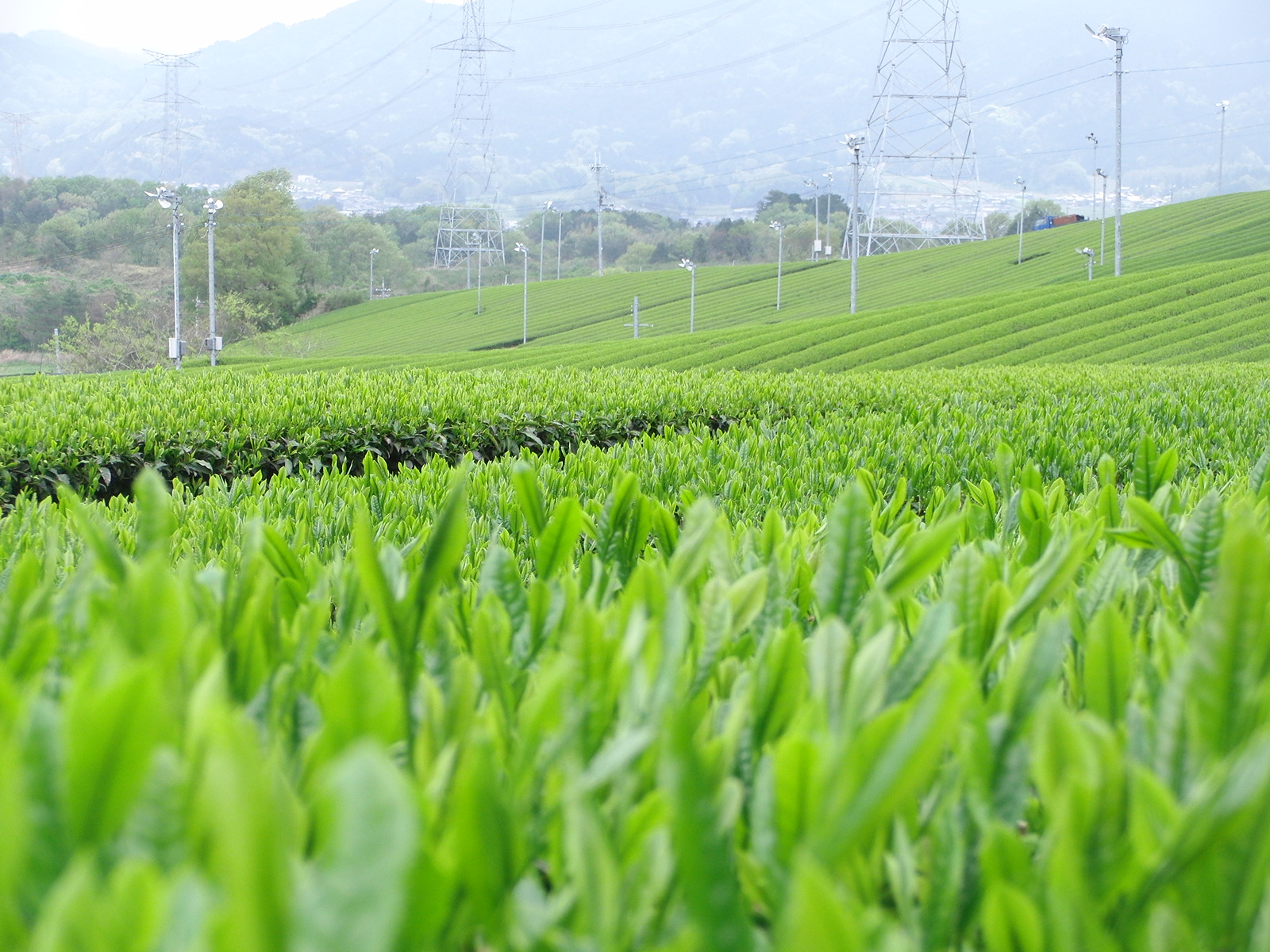 tsuchiyama tea omi tea, japán