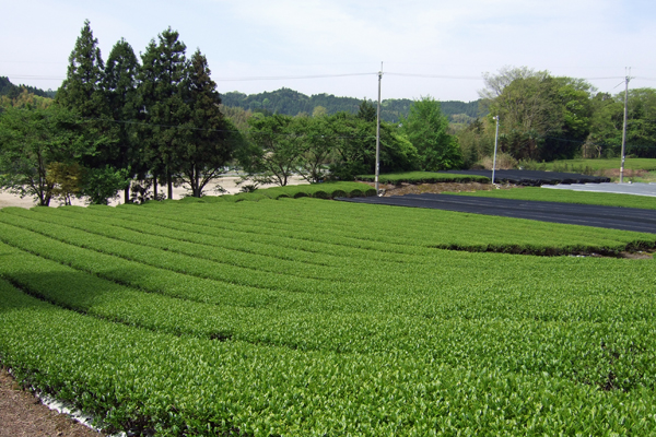 tsuchiyama tea kabusecha japan