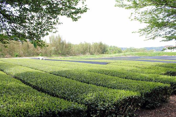 tsuchiyama tea kabusecha japan