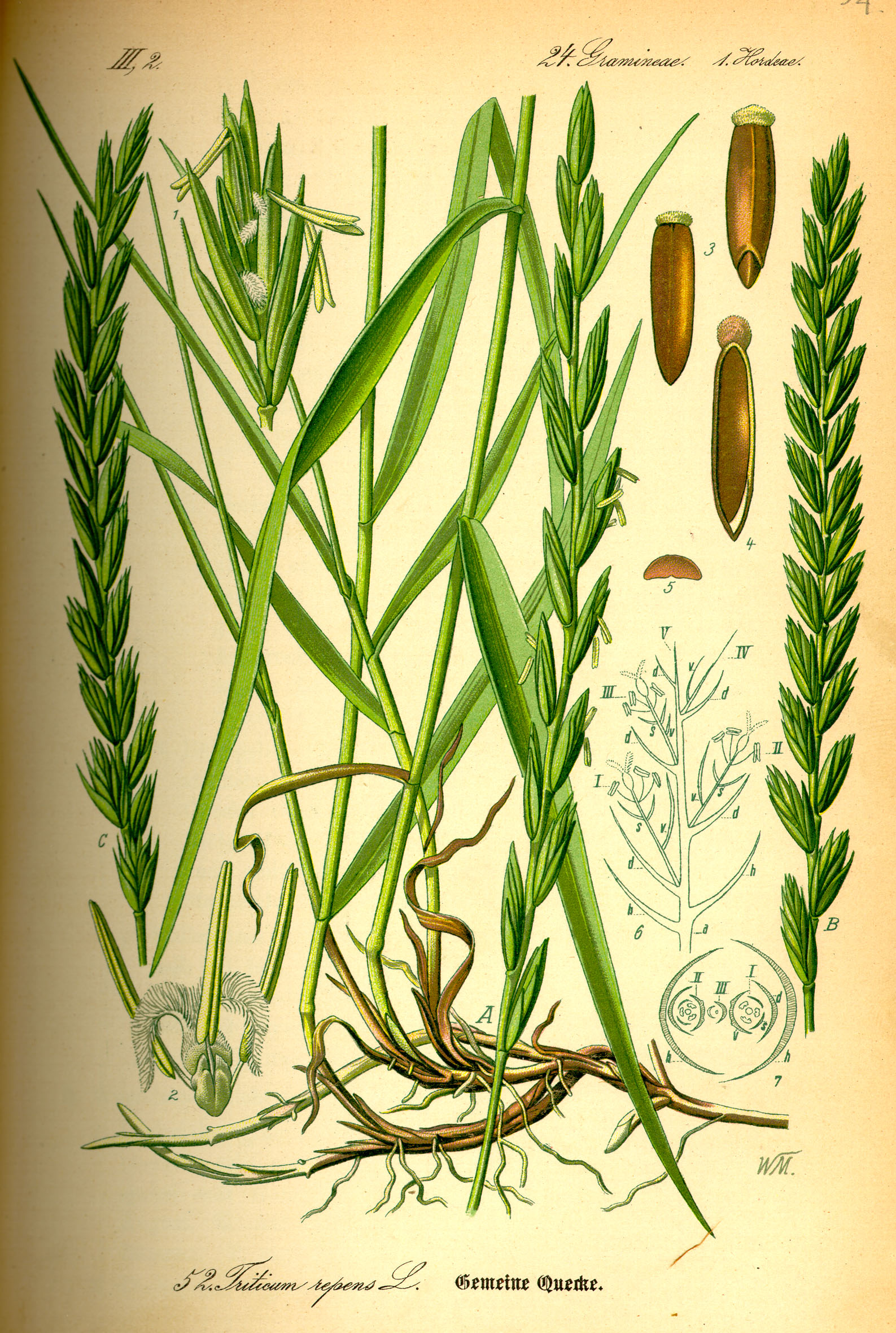 Elymus repens