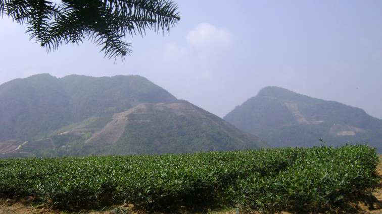 tie guan yin oolong teakert