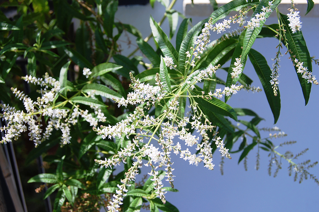 ​Citromverbéna - Lippia citriodora