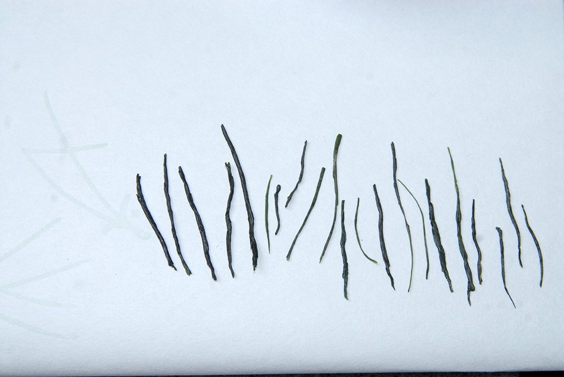 Gyokuro Chitose no Homare szuper prémium gyokuro tea