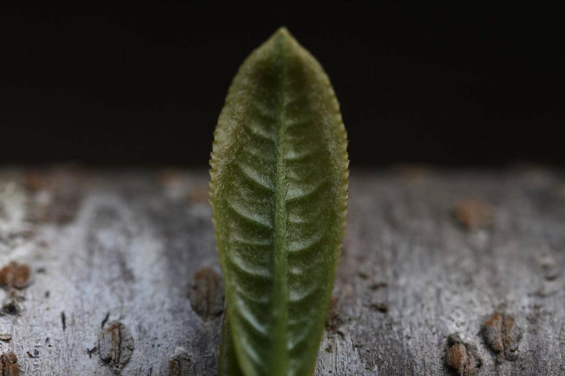 fiatal sencha levél várja, hogy shincha lehessen chanomiyagura