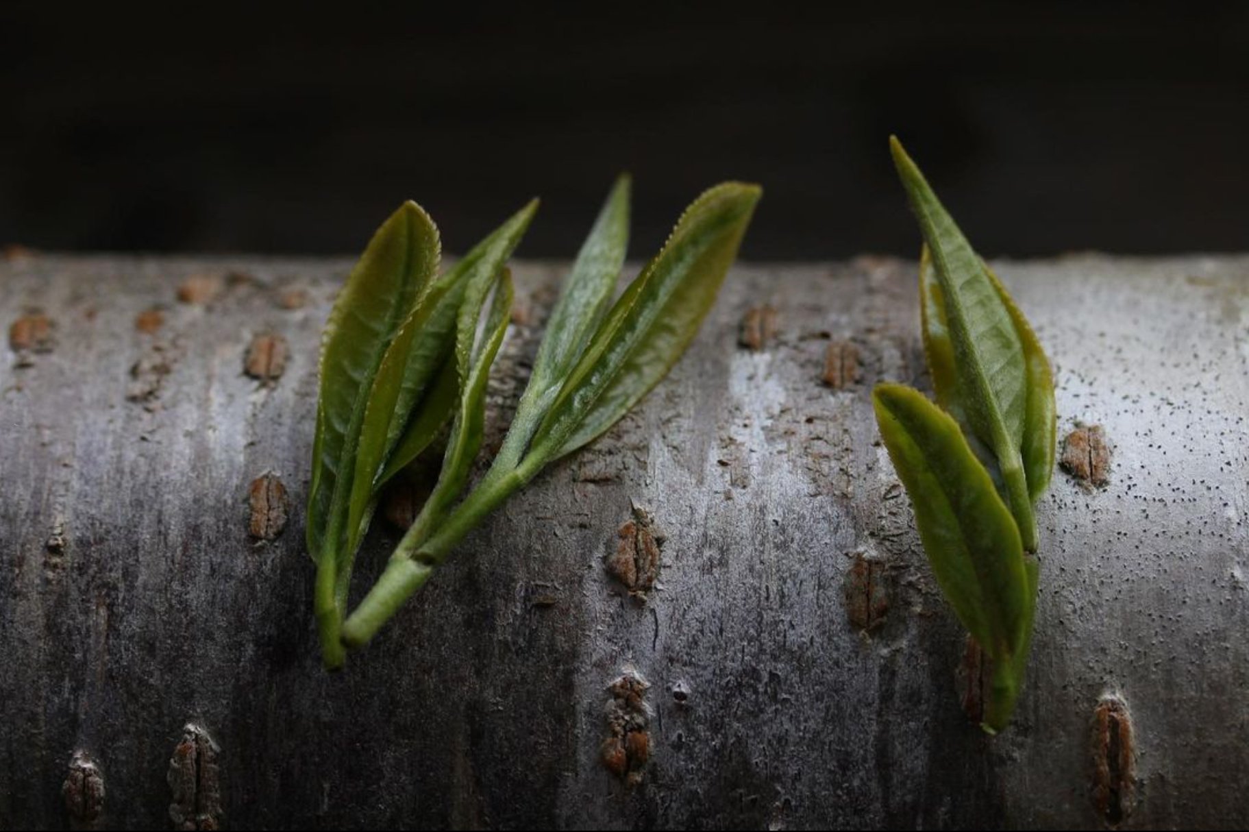 fiatal sencha levél várja, hogy shincha lehessen chanomiyagura