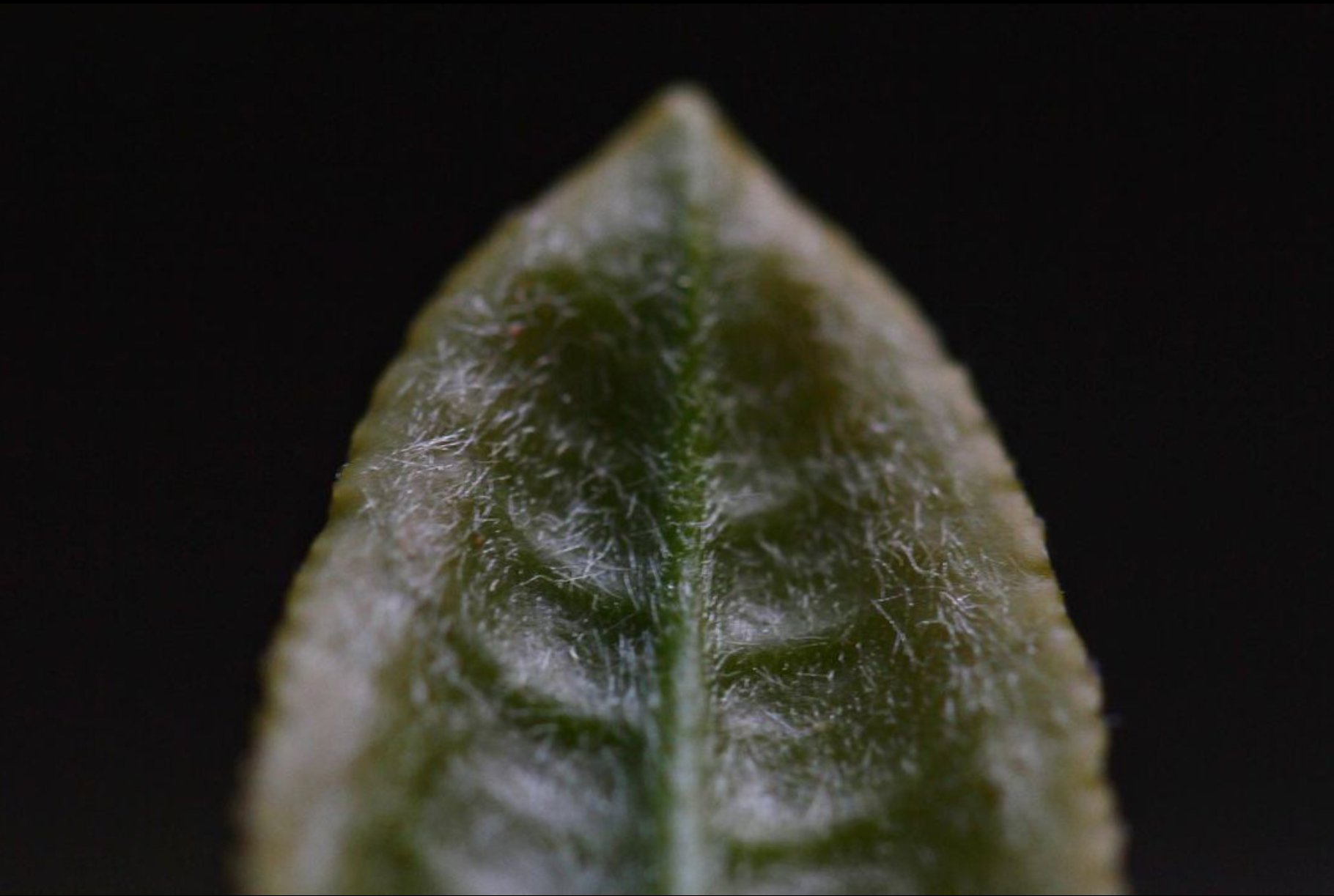 fiatal sencha levél várja, hogy shincha lehessen chanomiyagura