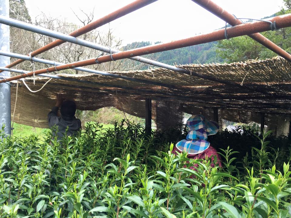 Hoshino Dento hon gyokuro