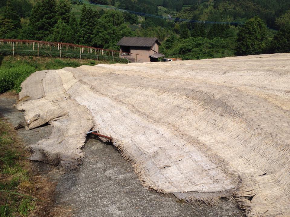 gyokuro árnyékolás