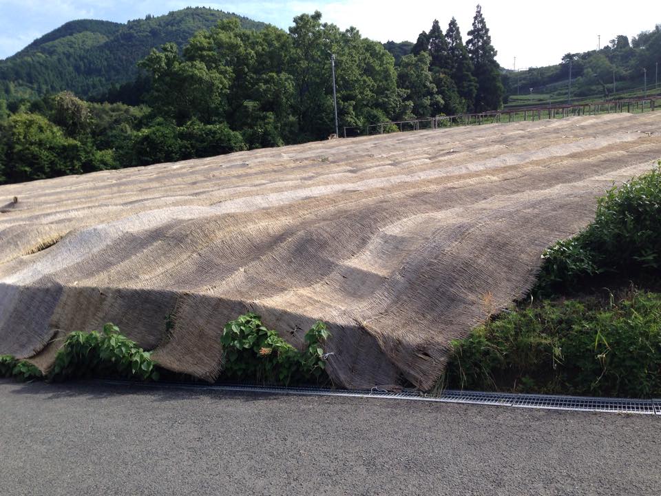 Gyokuro árnyékolás