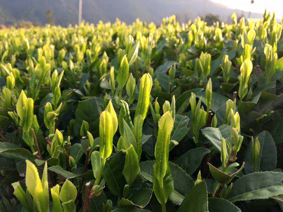 shirahime japán fehér sencha