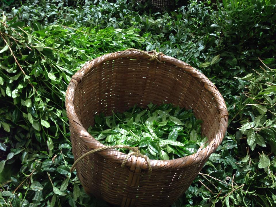 Hoshino Dento hon gyokuro