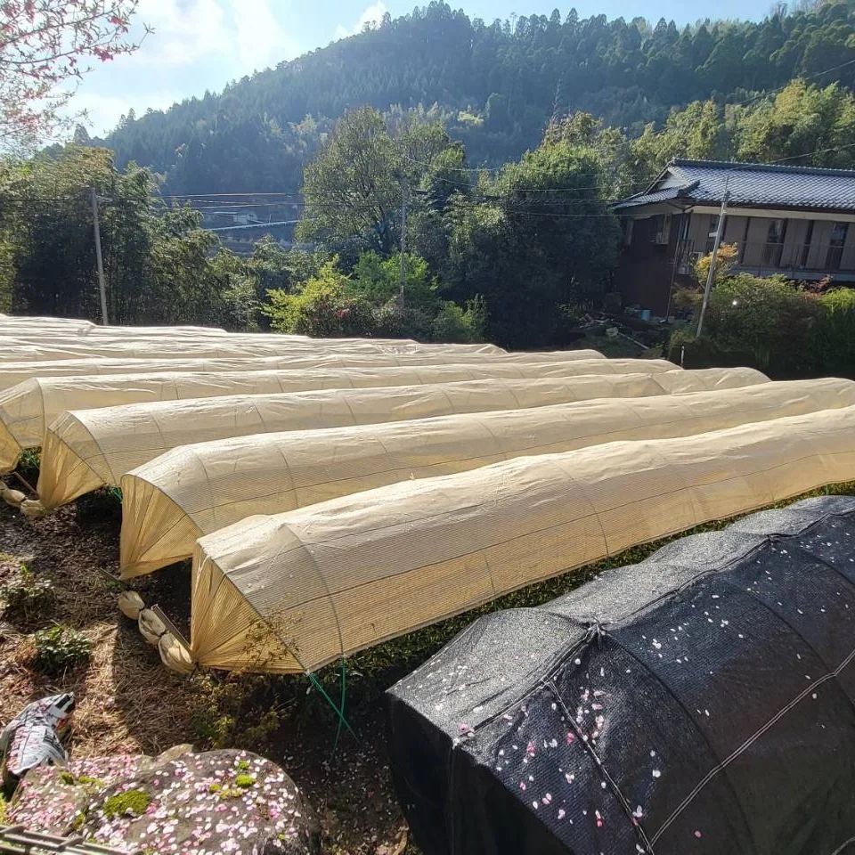 shirahime japán fehér sencha