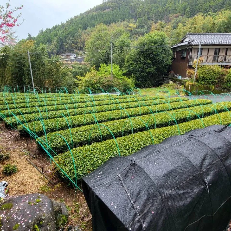 shirahime japán fehér sencha