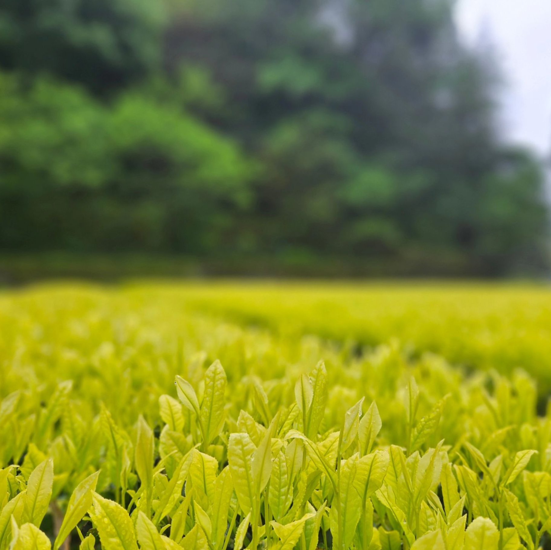 shirahime japán fehér sencha