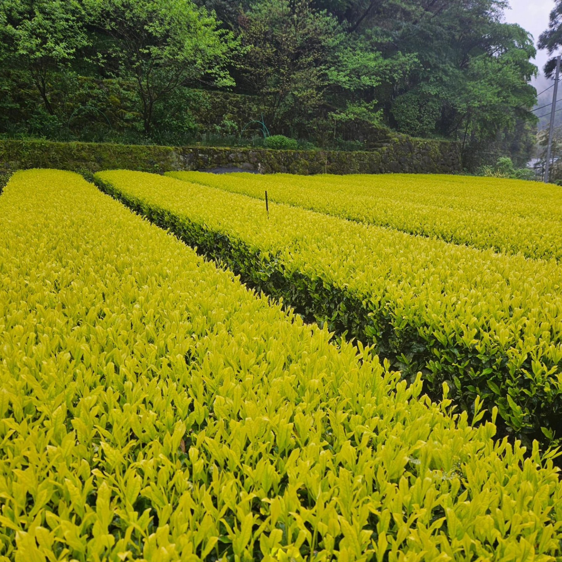 shirahime japán fehér sencha
