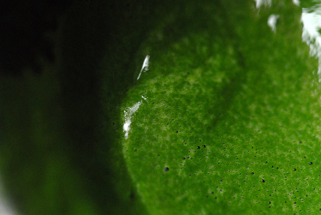 matcha-kinrin-20-gr-Marukyu-Koyamaen