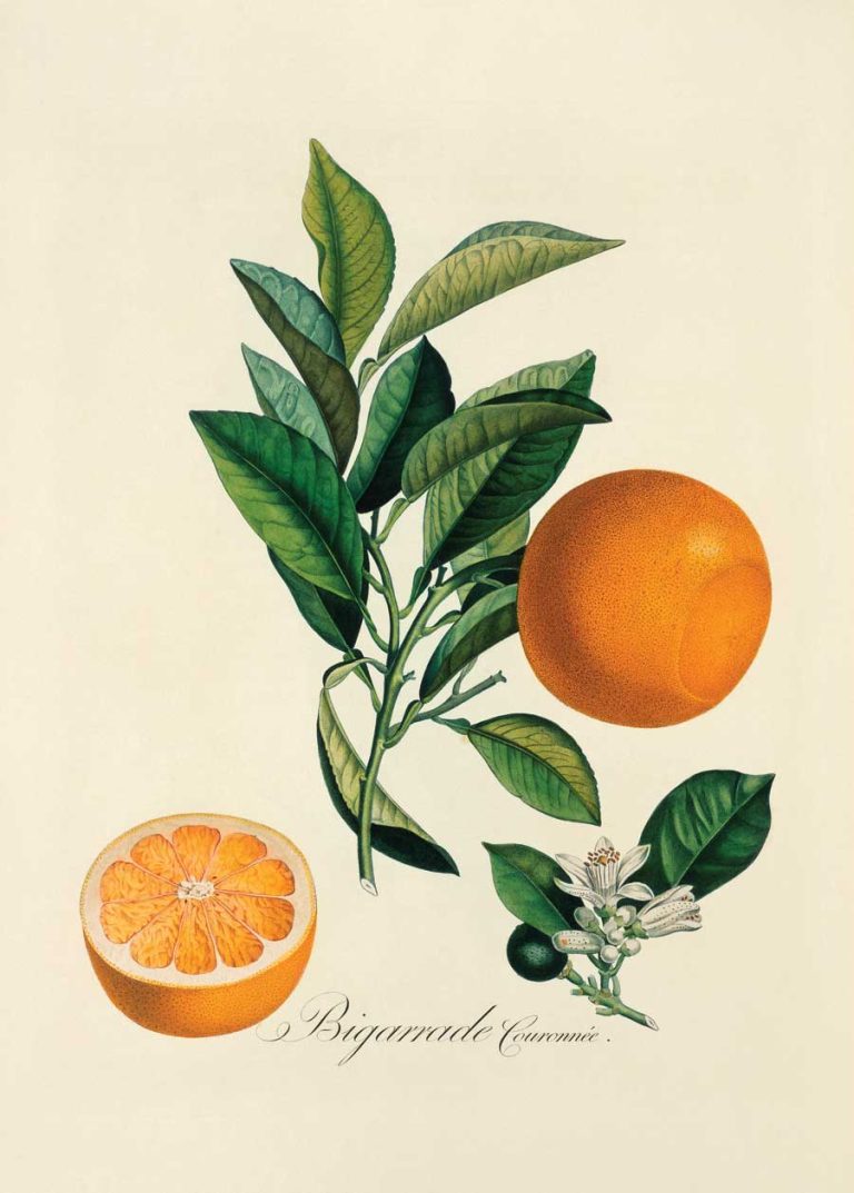Citrus-sinensis.