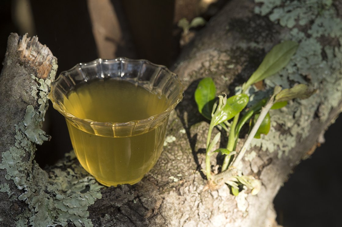 Sencha Ryuho japán zöld tea