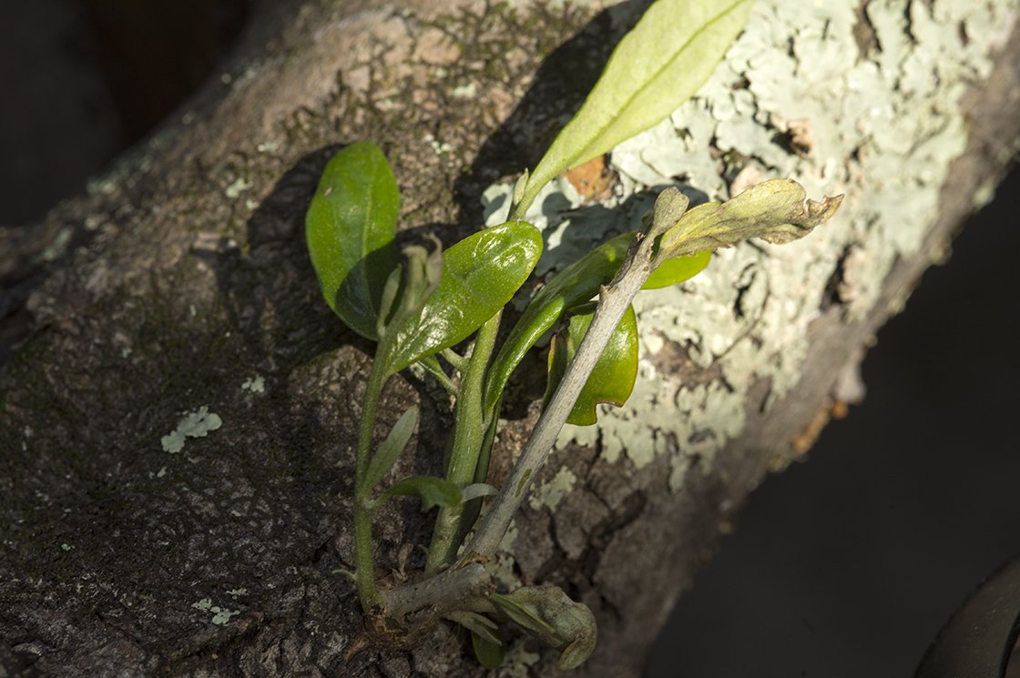 Sencha Ryuho japán zöld tea