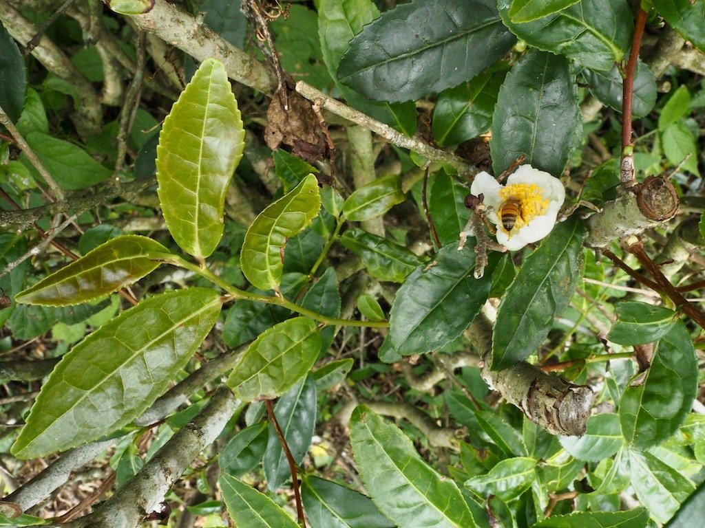 BIO kamairicha yamanami