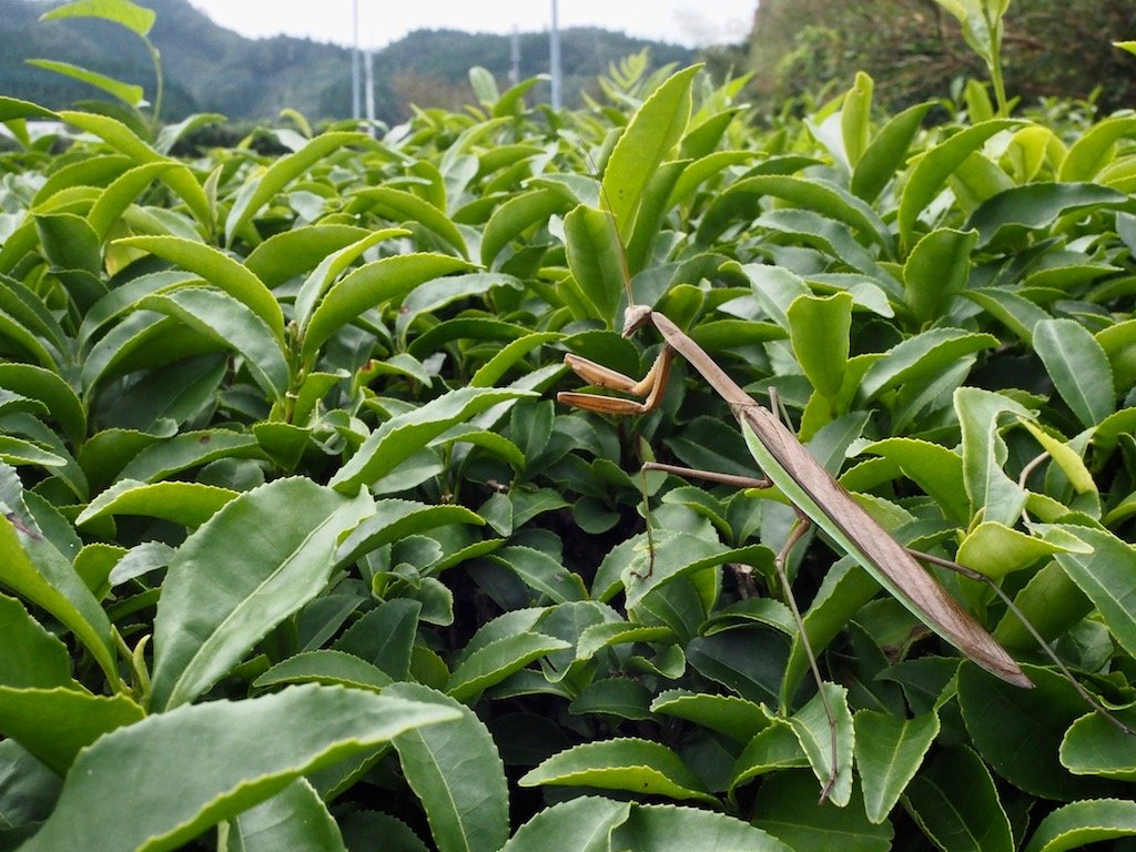 BIO kamairicha yamanami