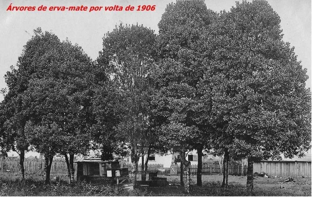 Erva Mate Paraná Chimarrão