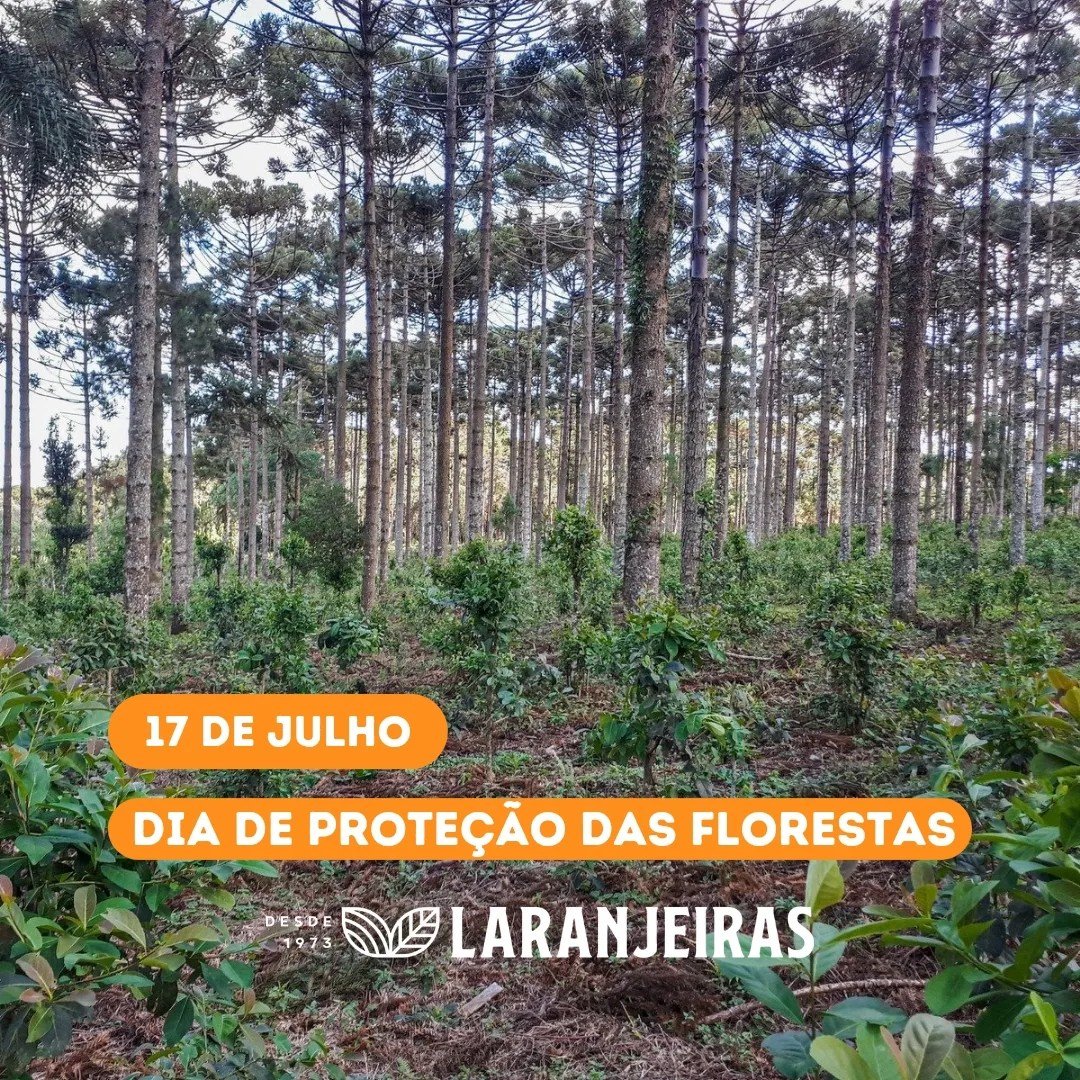 larenjeiras-erva-mate-tea