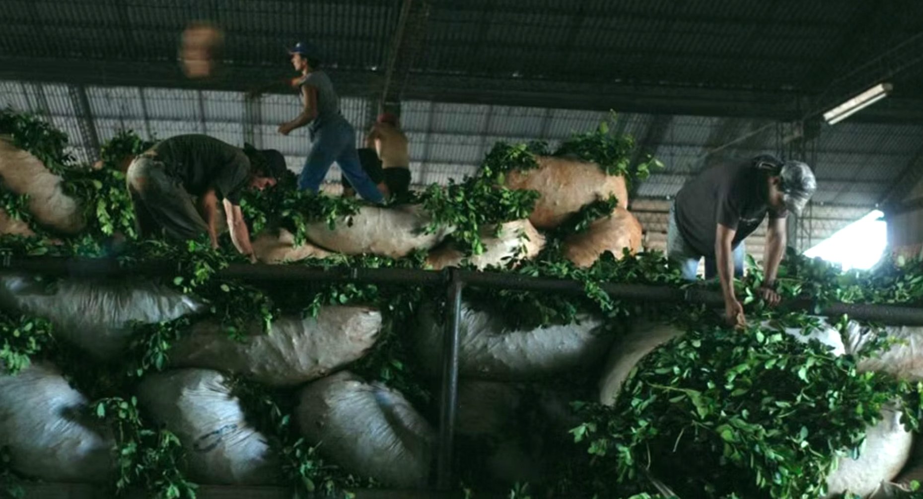 Maravilla Yerba Agroecologica